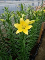 [5051 El Divo No02.JPG]